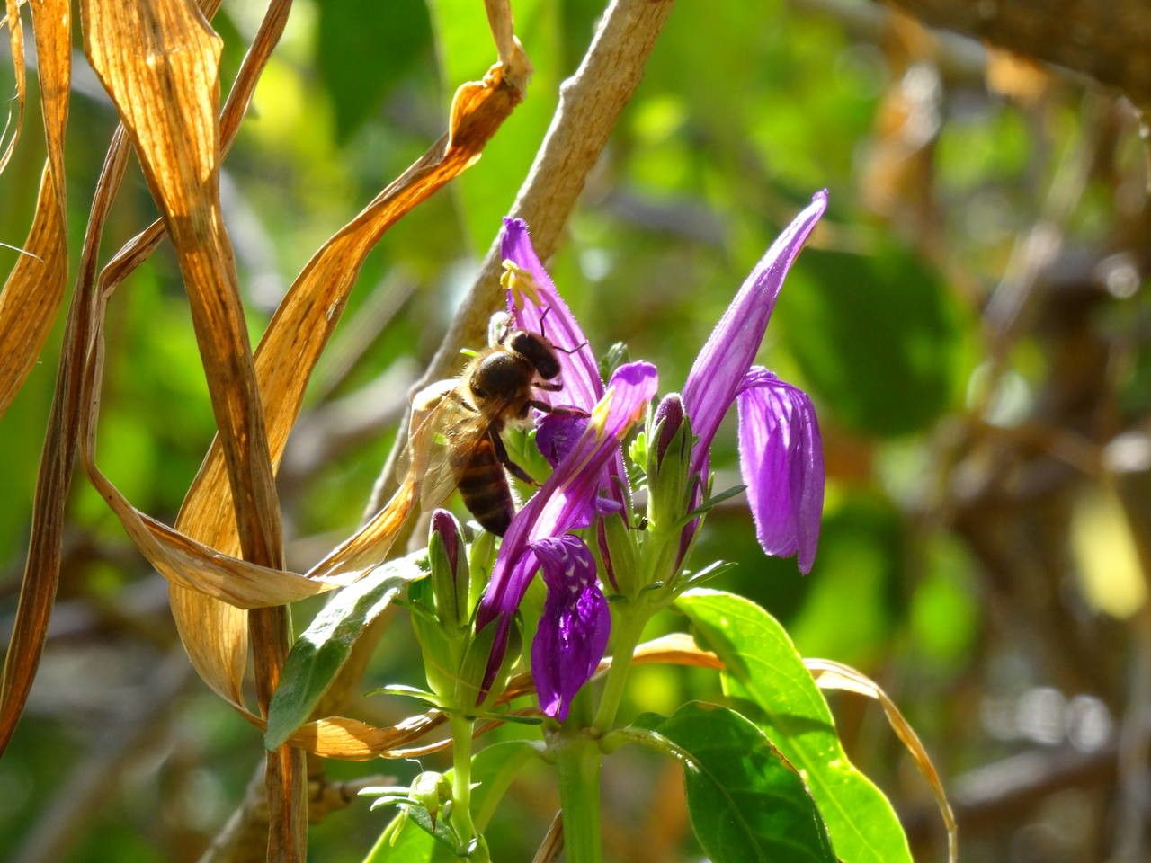 Justicia carthaginensis fruit