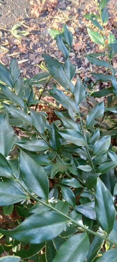 Sarcococca ruscifolia leaf