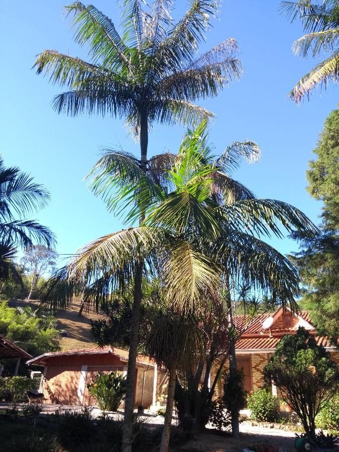 Euterpe precatoria — search result for 'Trinidad and Tobago'