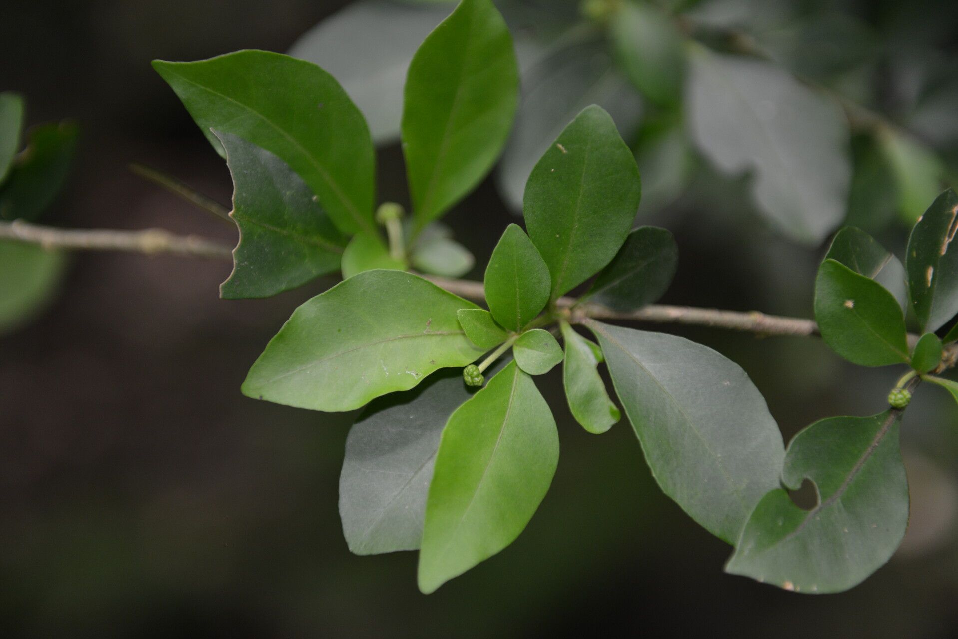 Pisonia silvatica fruit
