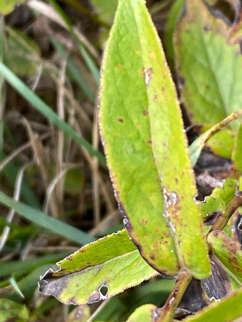 Pentanema salicinum — houseplant care guide