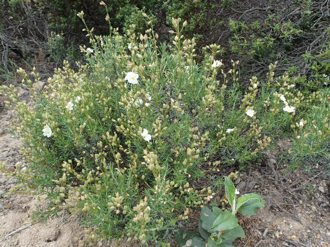 Cistus umbellatus habit