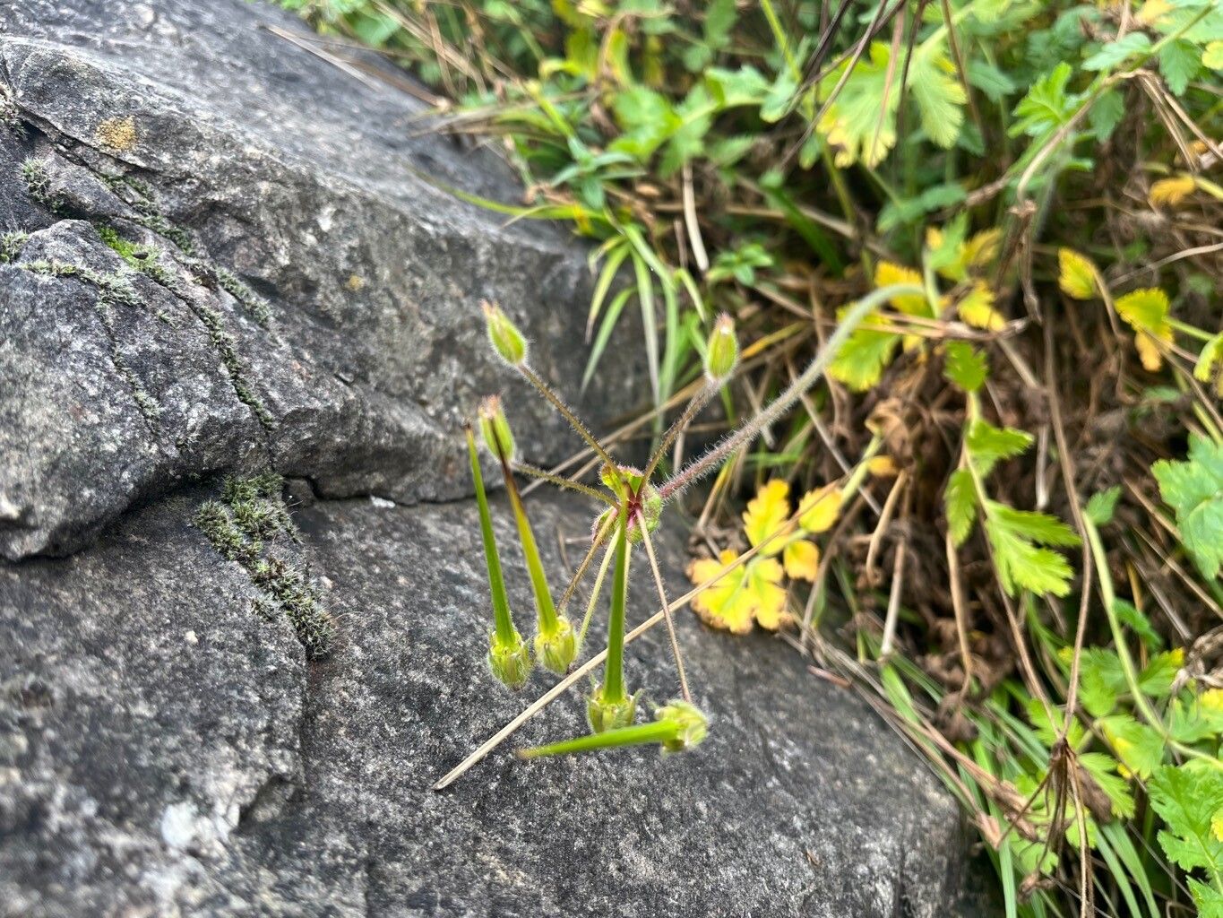 Erodium manescavii fruit