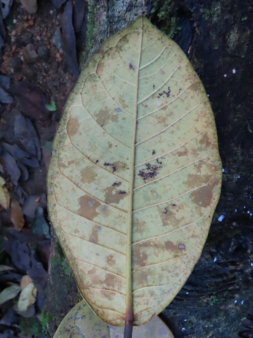 Ficus popenoei leaf