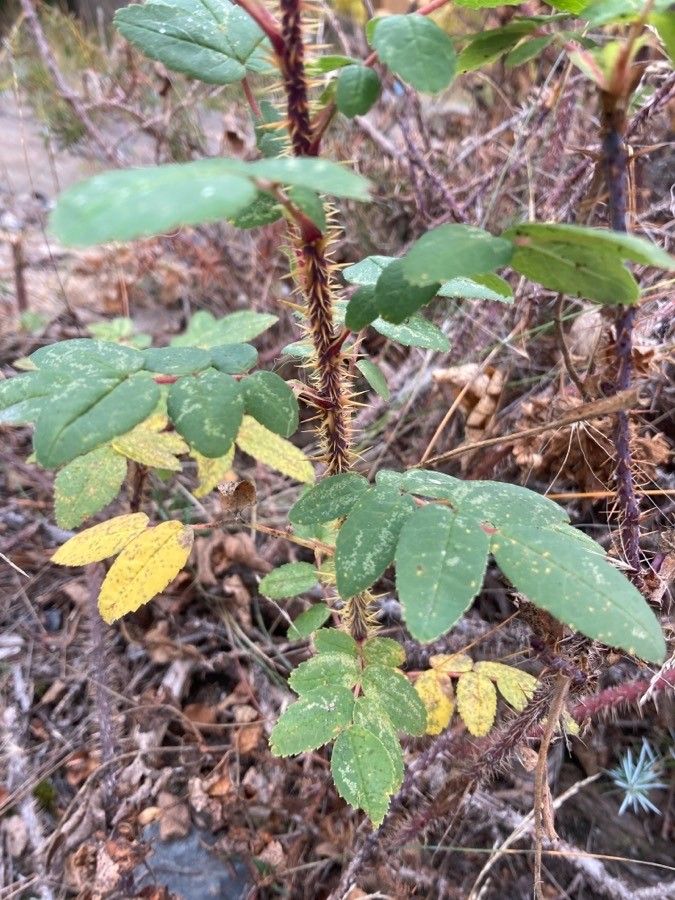 Rosa acicularis bark