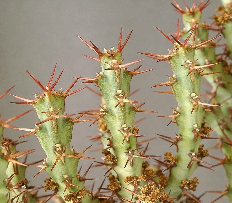 Euphorbia schinzii — houseplant care guide