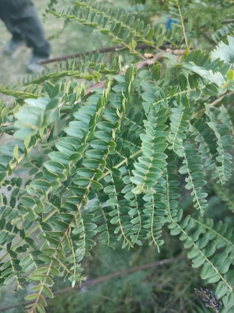 Coriaria ruscifolia — unique fruits houseplant