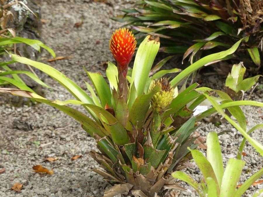 Guzmania conifera flower