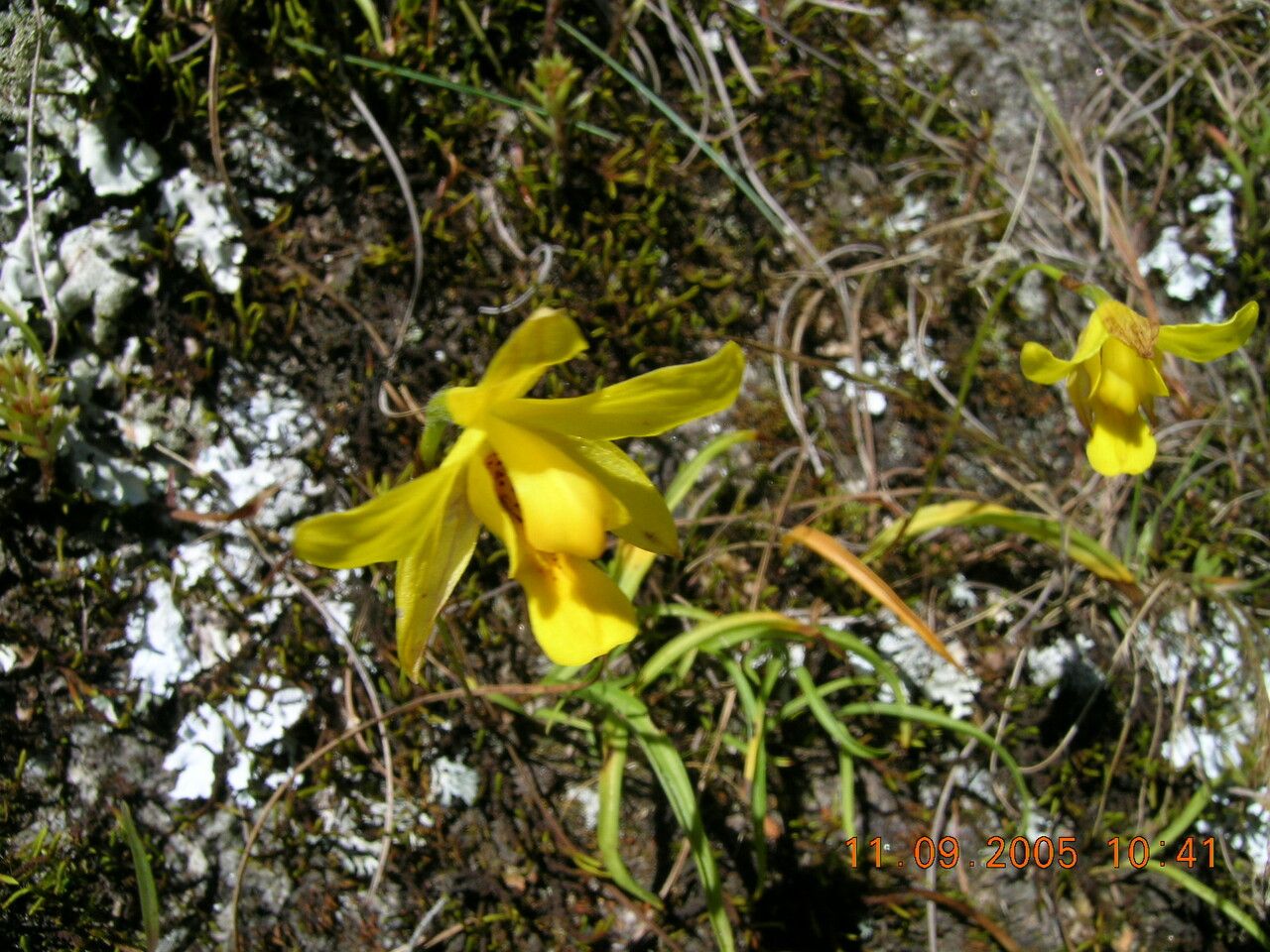 Spathoglottis ixioides habit