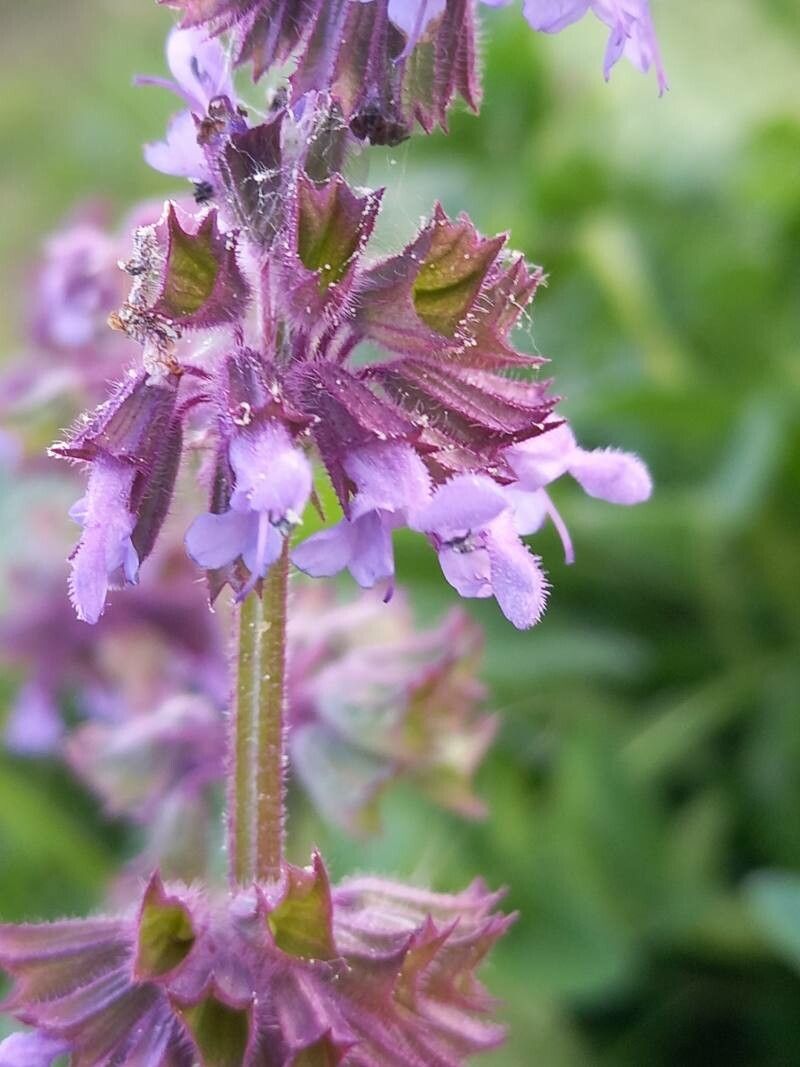 Salvia verticillata flower