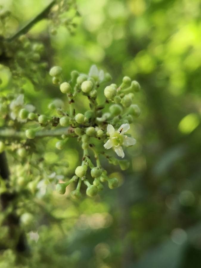 Gymnosporia acuminata flower