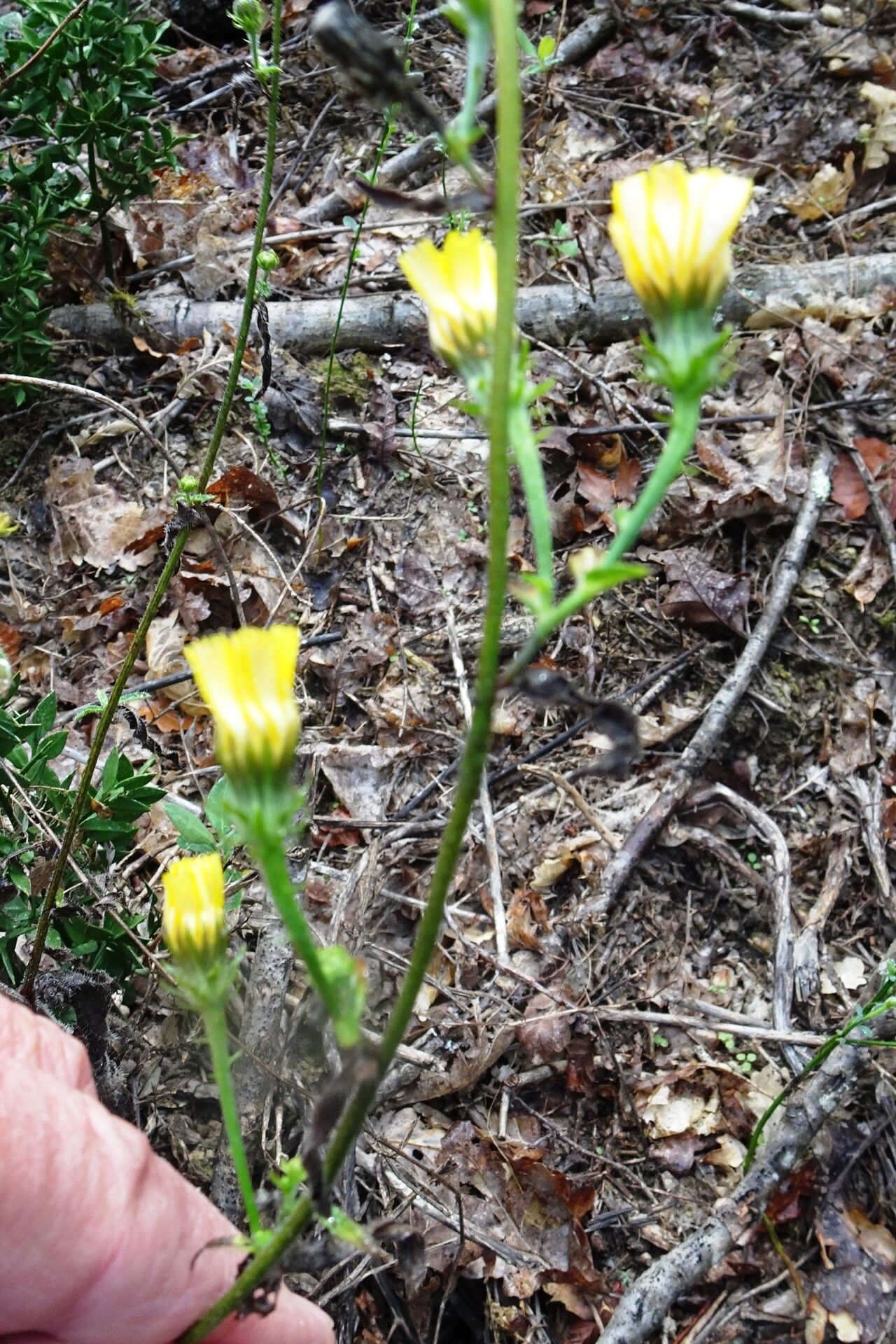 Hieracium laevigatum flower