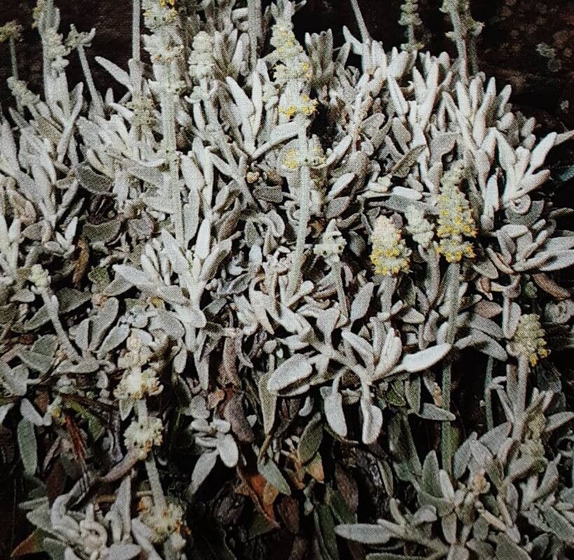 Sideritis dasygnaphala habit