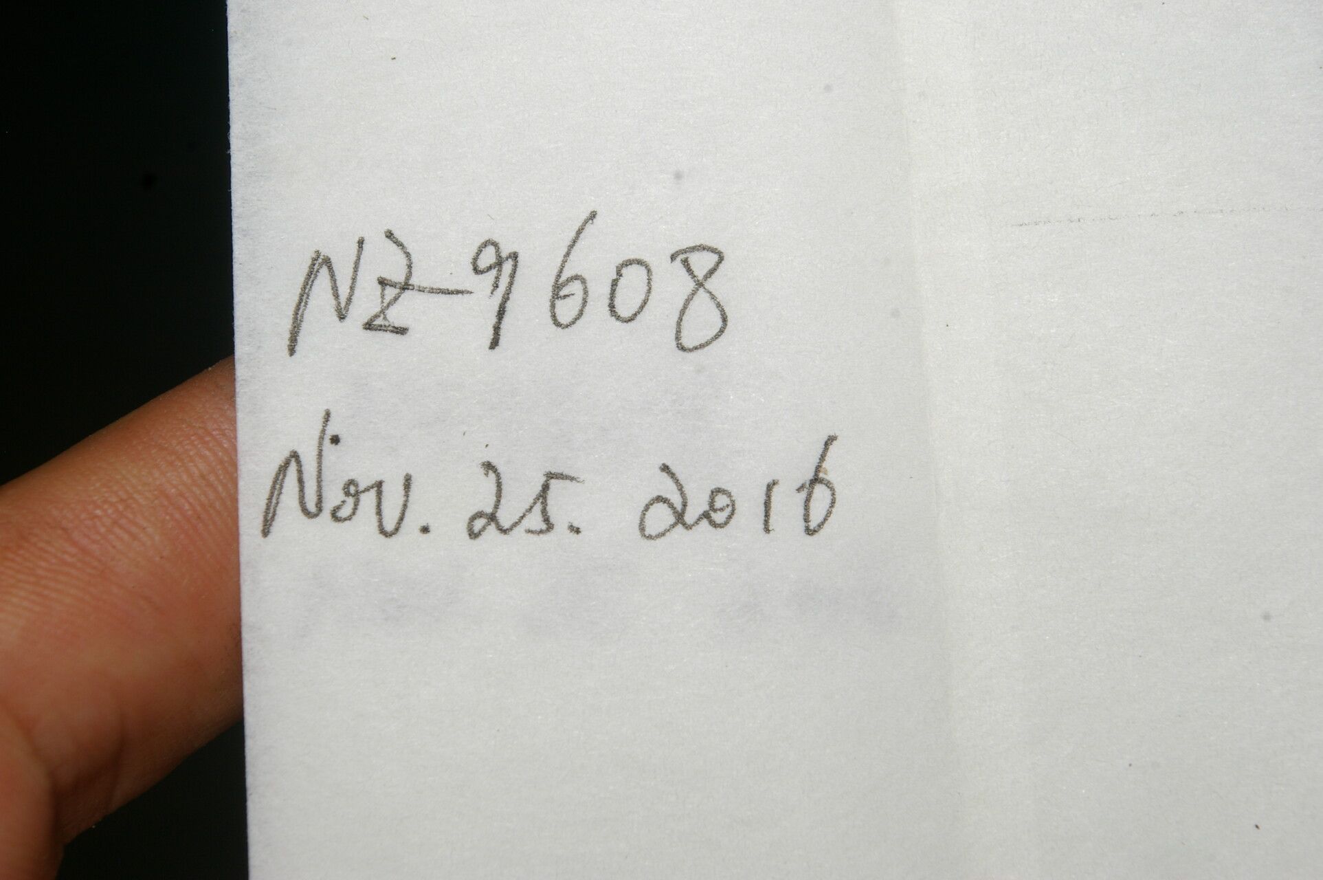 Pisonia macranthocarpa other