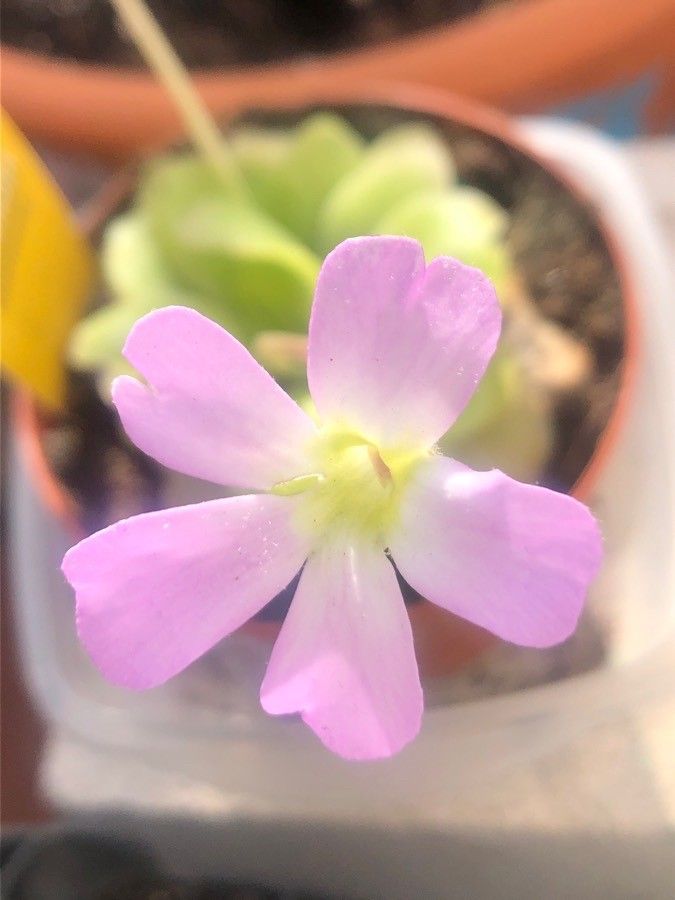 Pinguicula esseriana flower