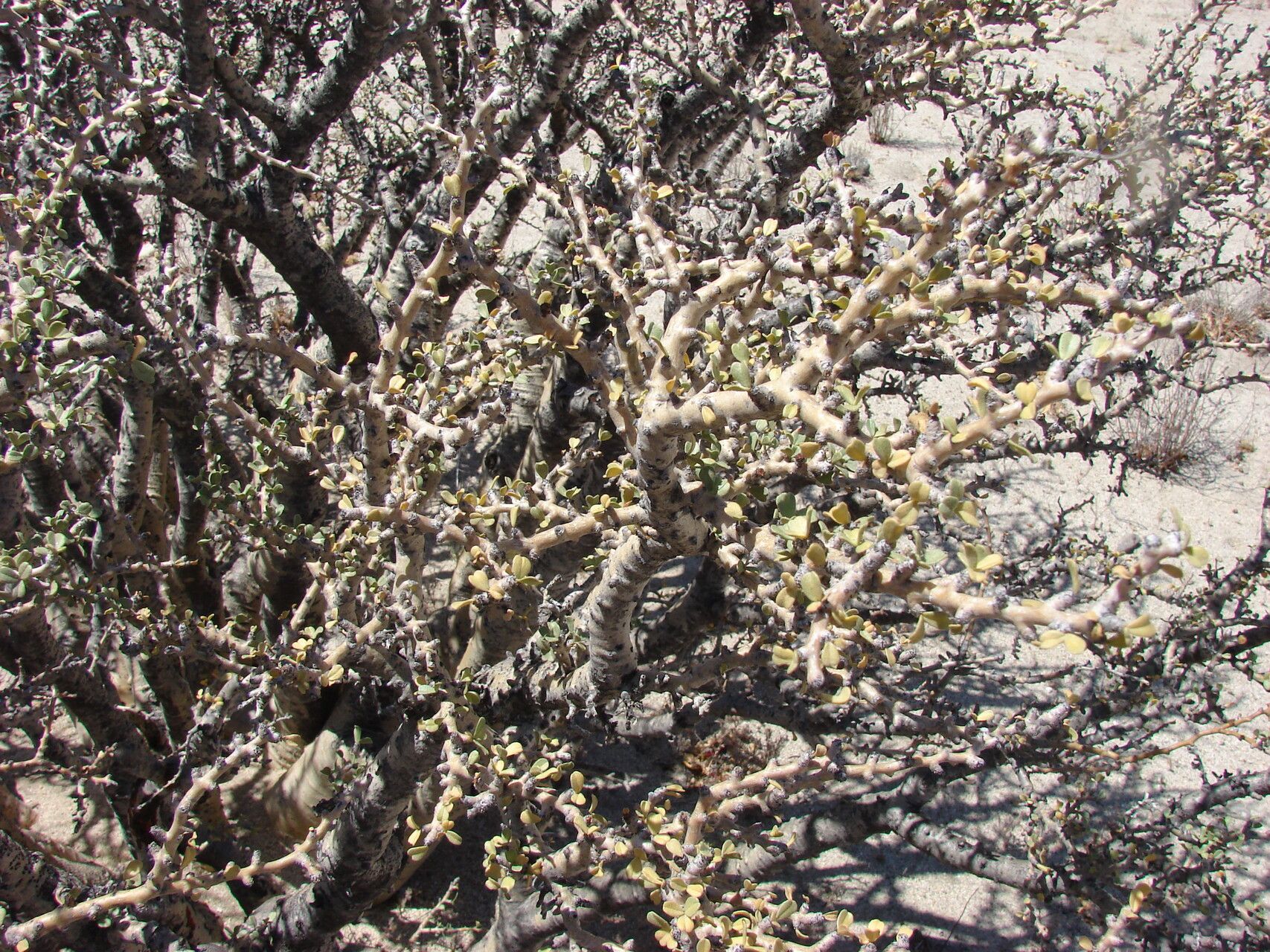 Jatropha cuneata leaf