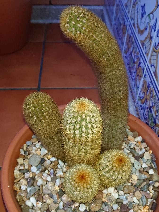 Cleistocactus icosagonus — search result for 'Cleistocactus'