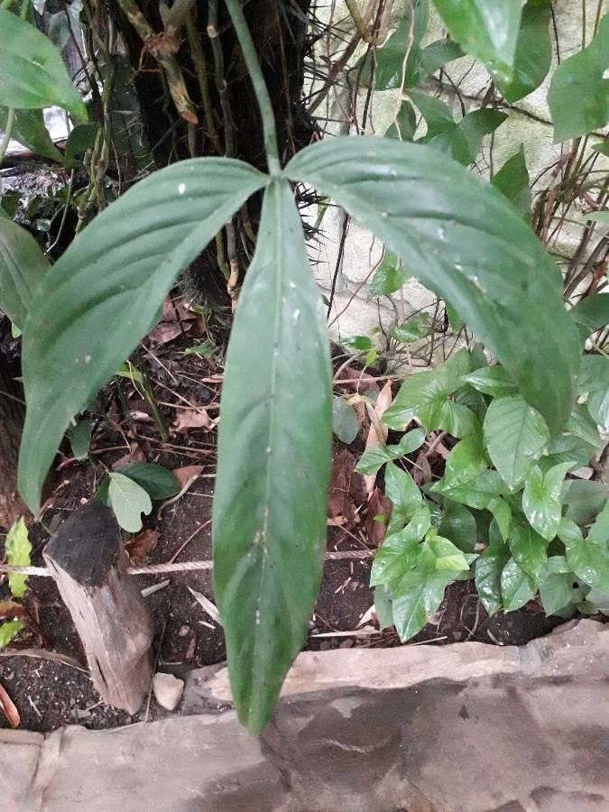 Philodendron tripartitum fruit