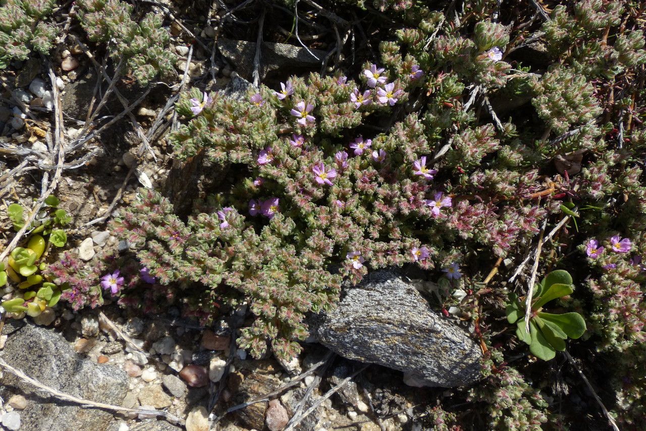 Frankenia hirsuta habit