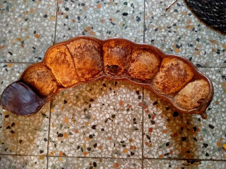 Entada phaseoloides fruit