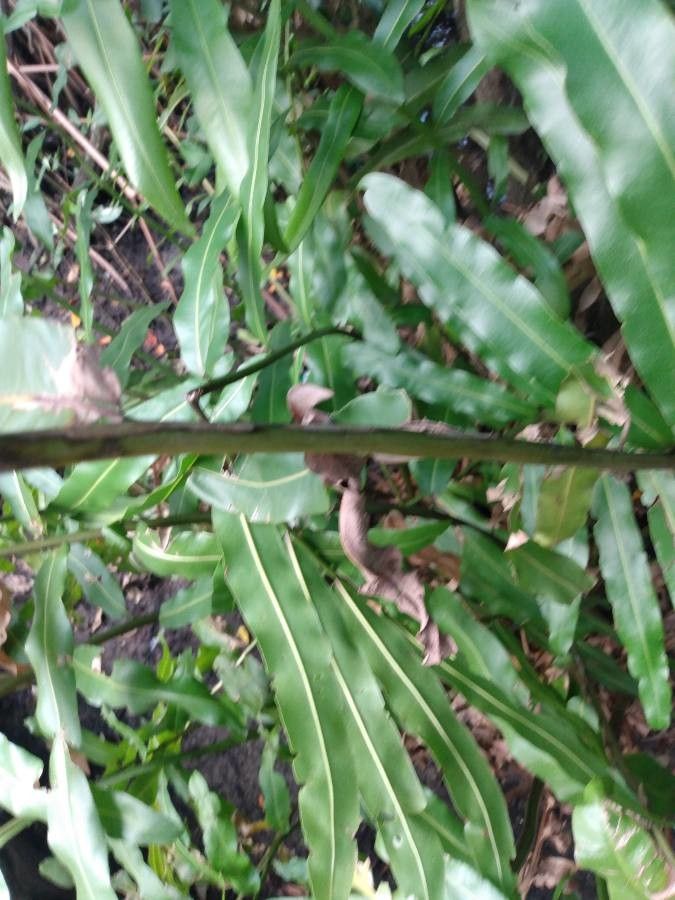 Acrostichum aureum bark