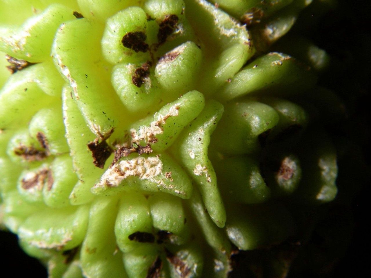 Asplundia ferruginea fruit