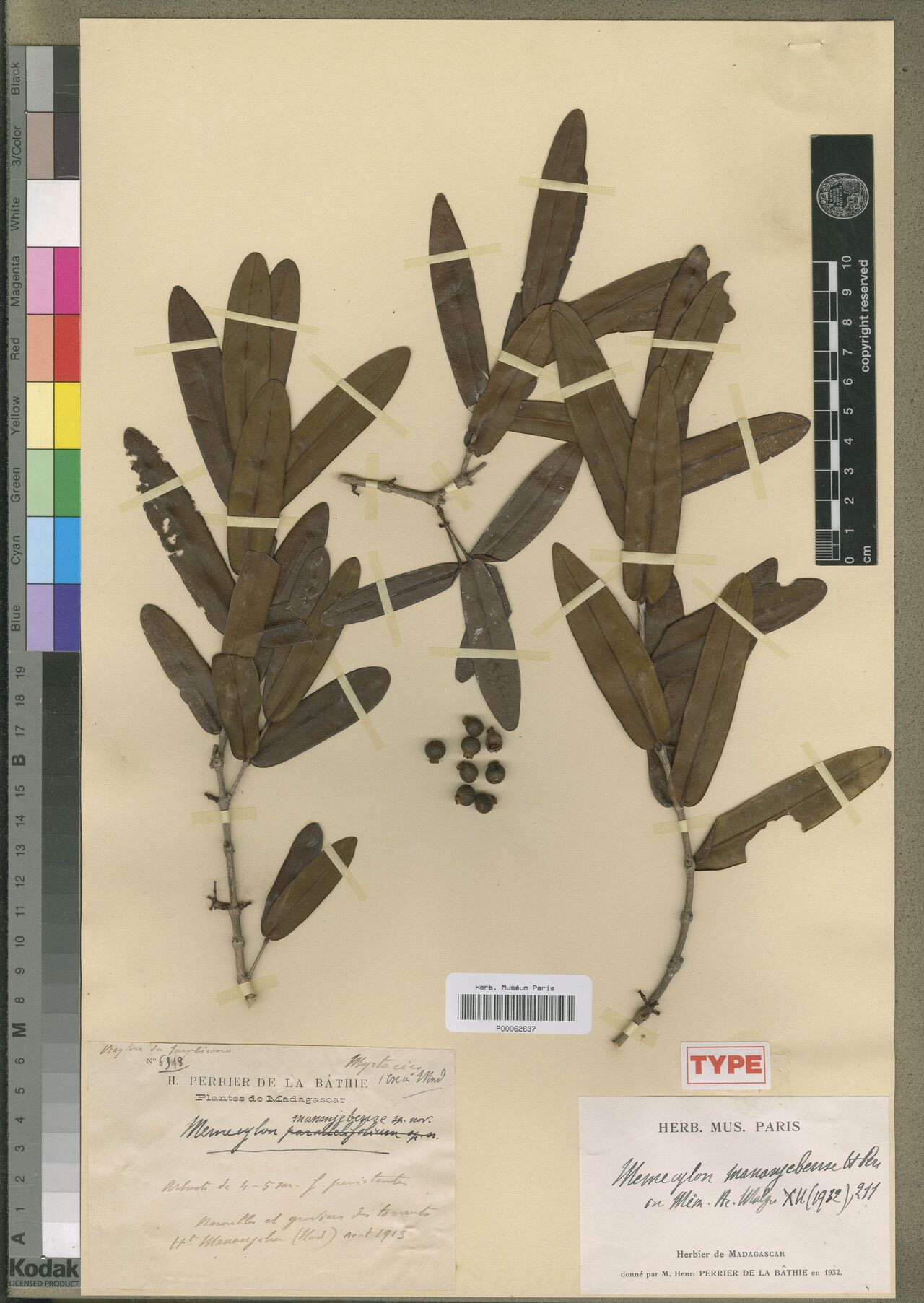 Memecylon mananjebense — houseplant care guide