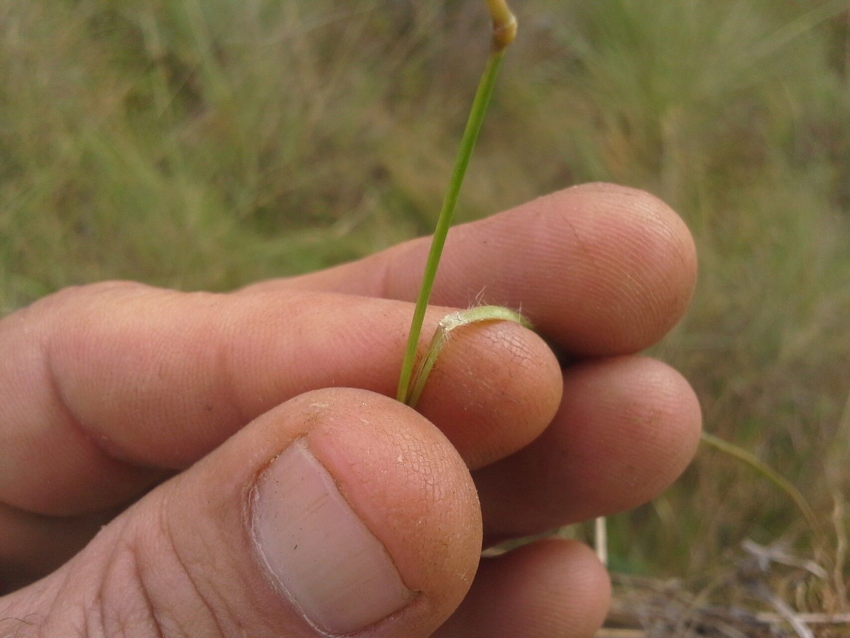 Loudetia flavida — houseplant care guide