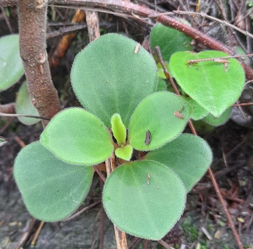 Peperomia increscens — houseplant care guide