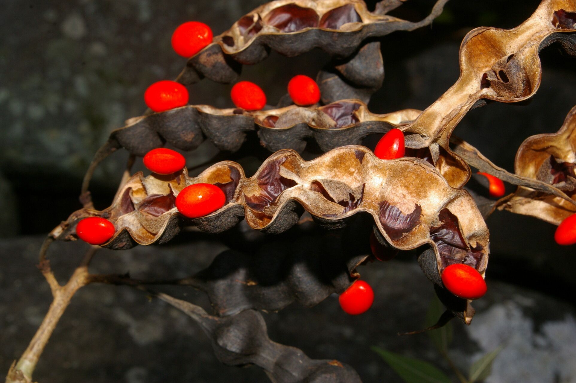 Erythrina lanceolata fruit