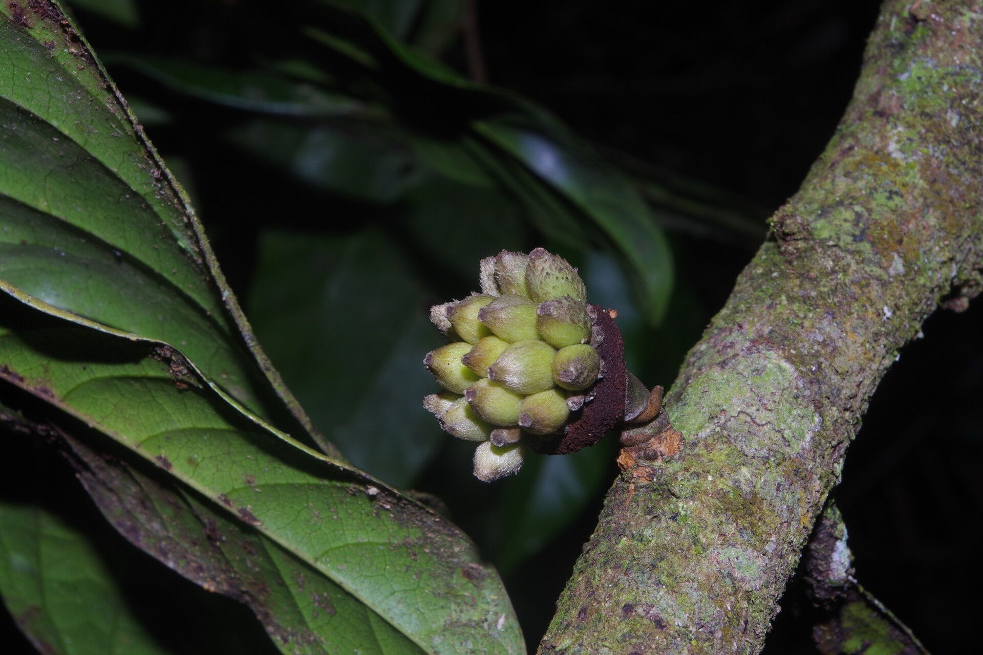 Uvariodendron connivens fruit
