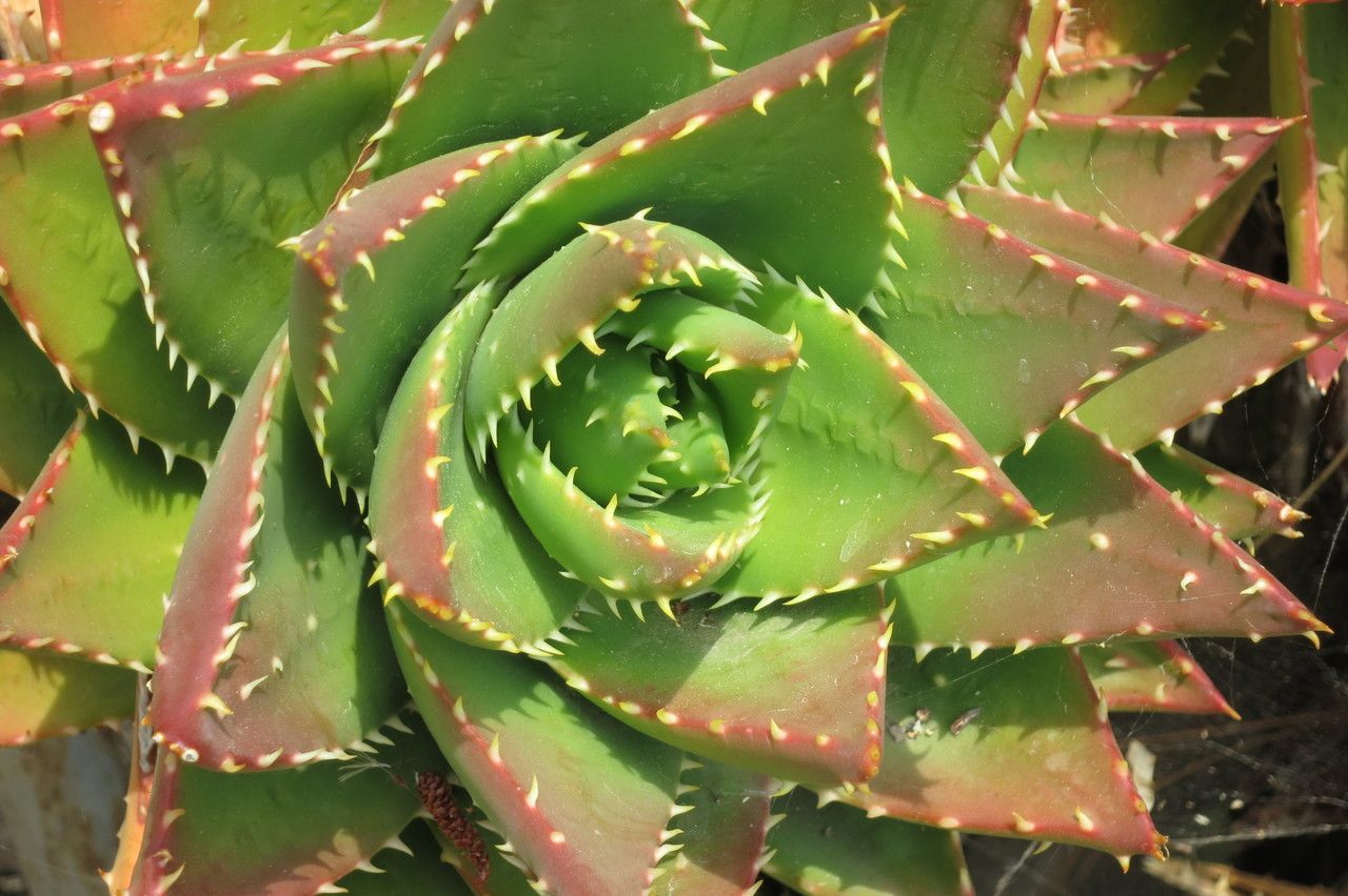 Aloe mitriformis other