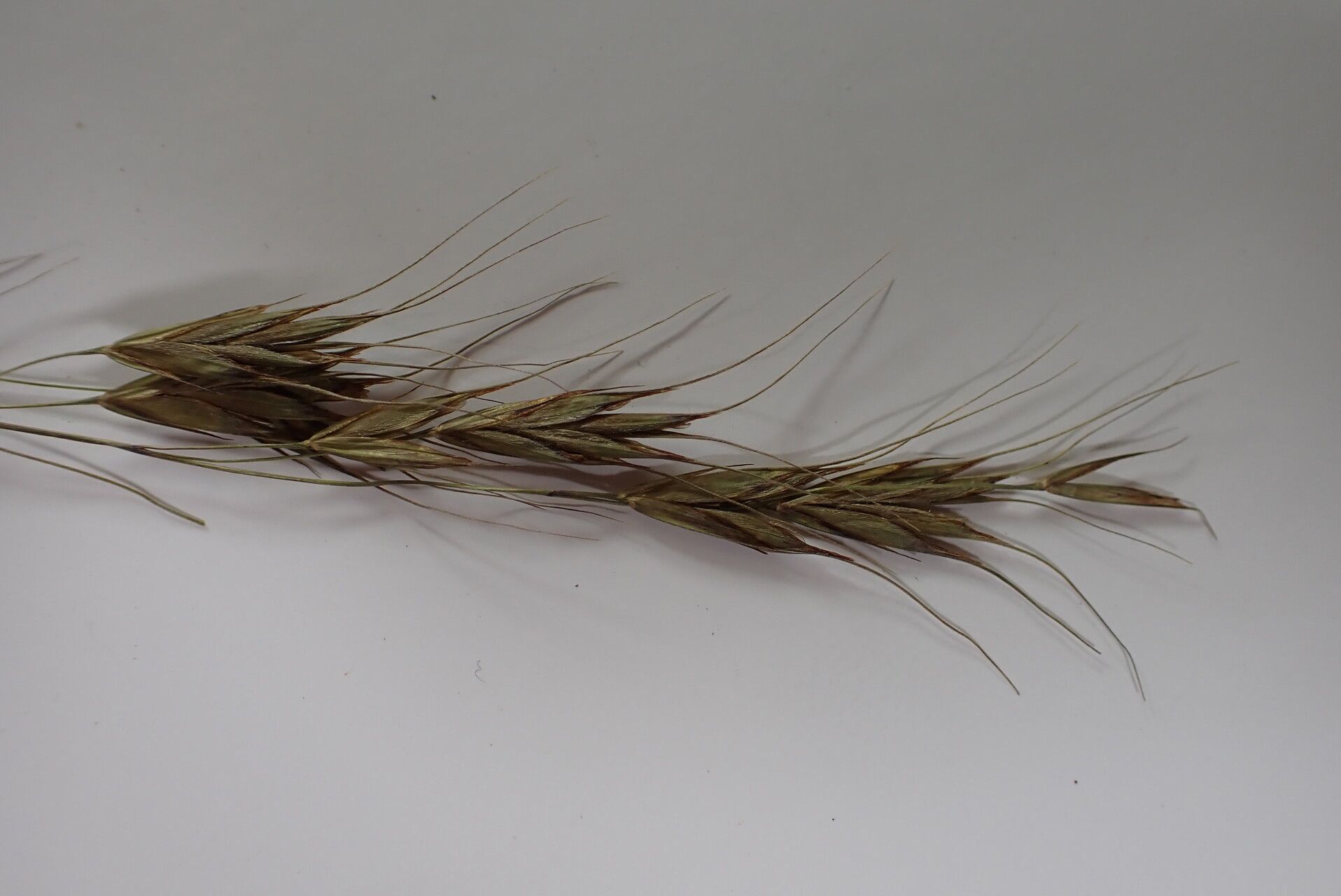 Bromus himalaicus flower