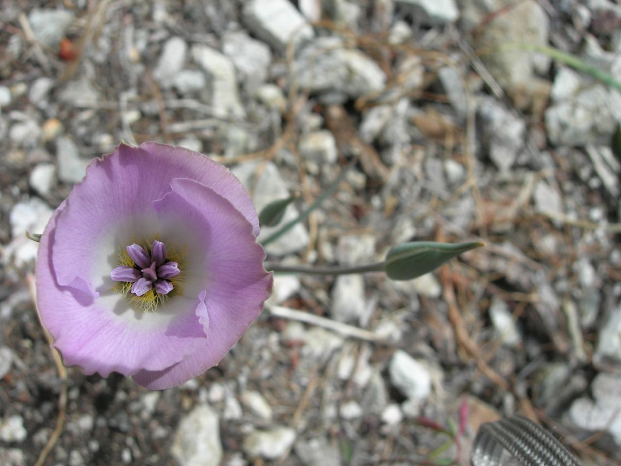 Calochortus invenustus flower