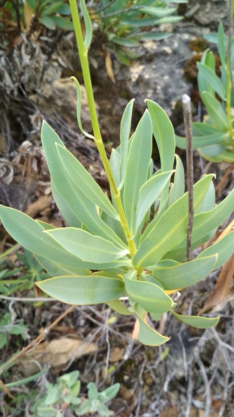 Bupleurum gibraltaricum — search result for 'Bupleurum'