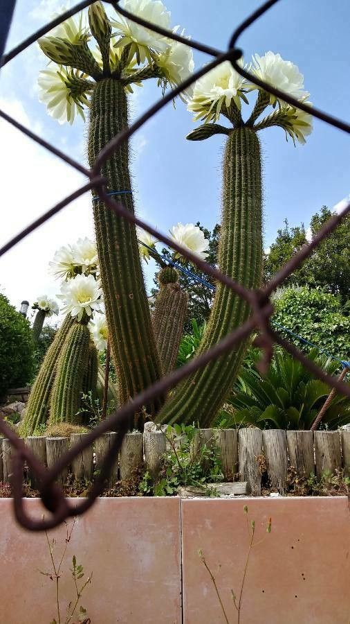 Carnegiea gigantea flower
