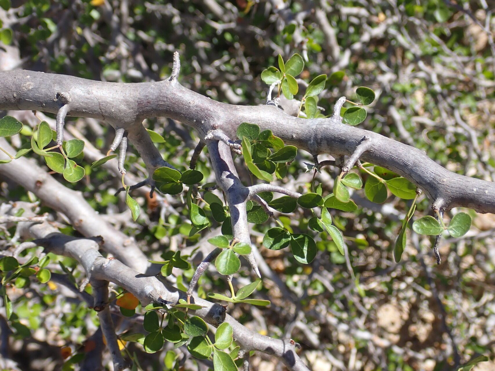 Commiphora sinuata — houseplant care guide