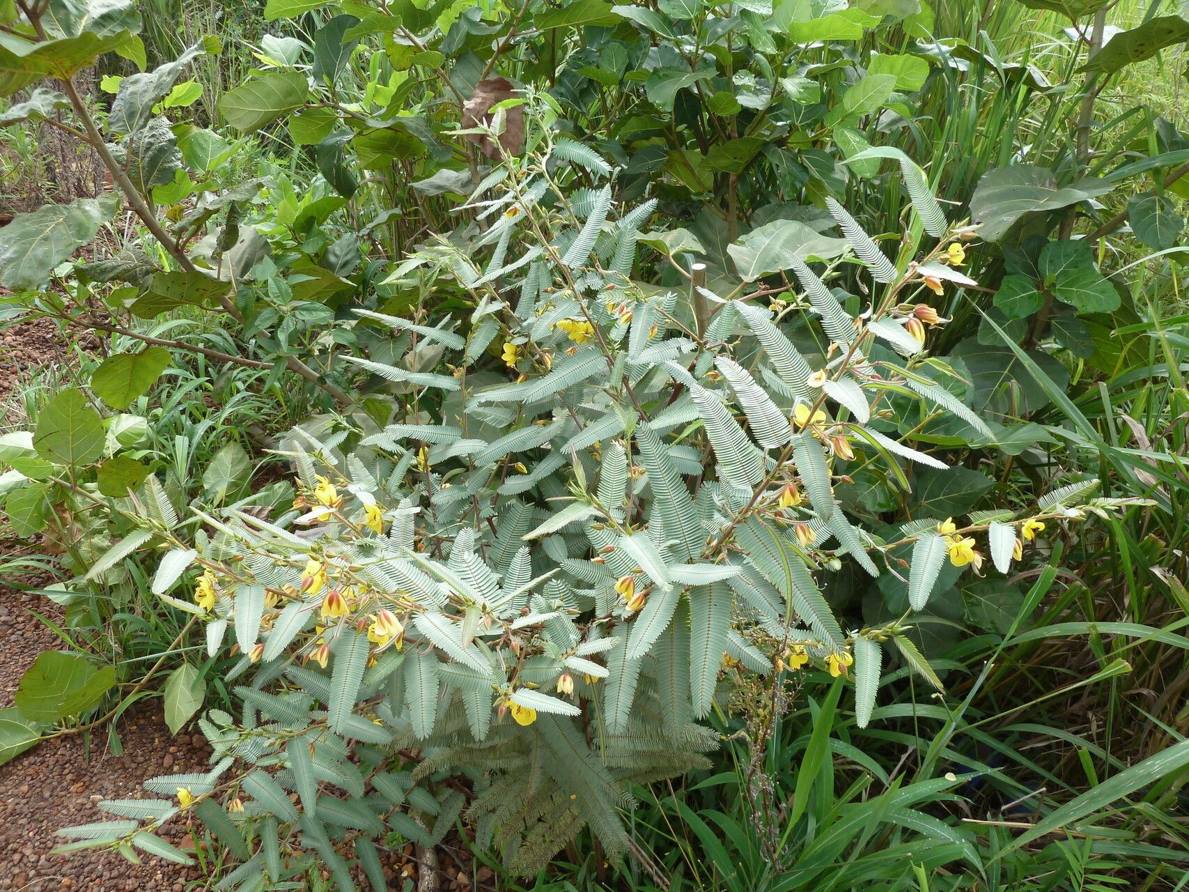Chamaecrista kirkii habit
