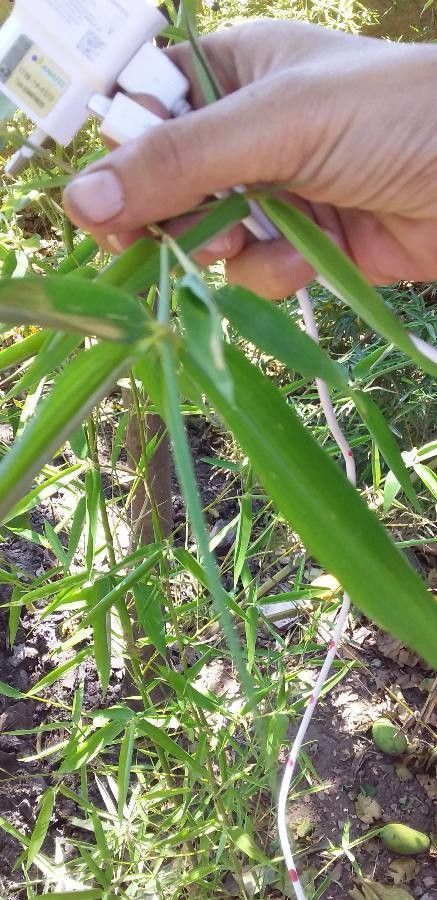 Phyllostachys aurea fruit