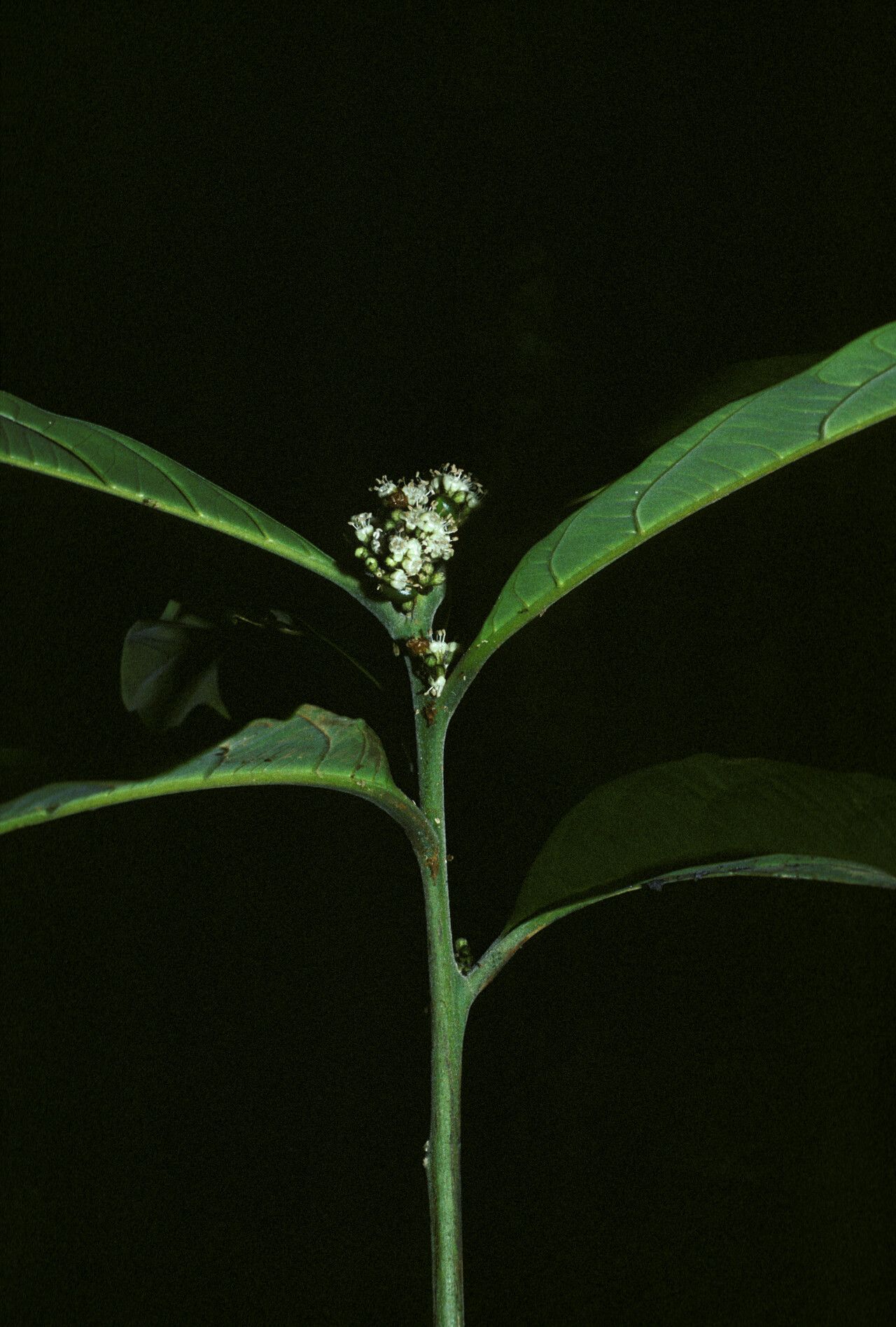 Cordia fanchoniae — houseplant care guide