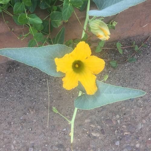Cucurbita foetidissima flower