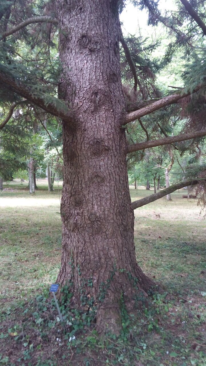 Picea alcoquiana bark