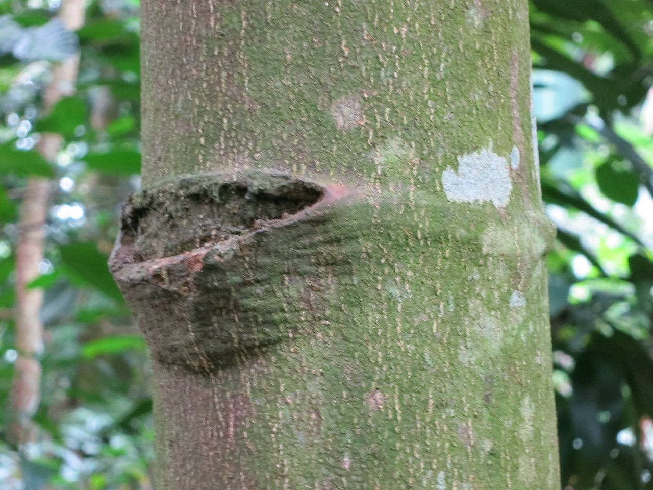 Tabernaemontana pachysiphon bark