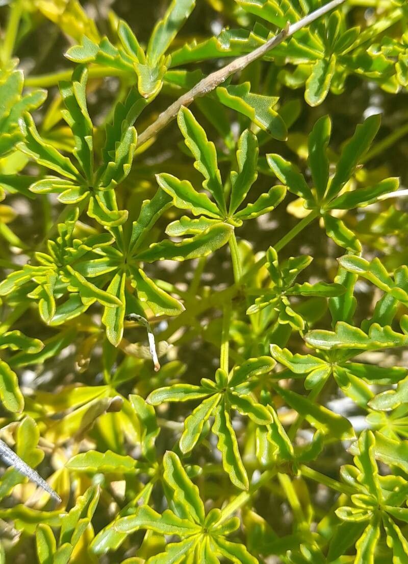 Argylia bustillosii leaf