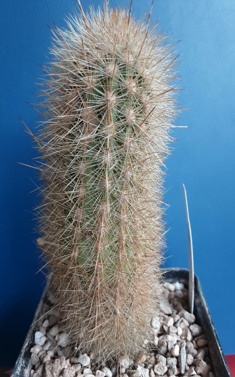 Weberbauerocereus rauhii habit