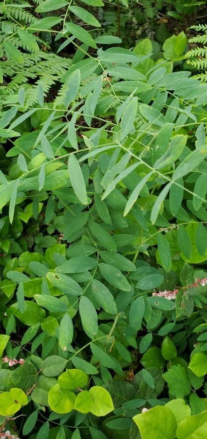 Lathyrus glandulosus — search result for 'Lathyrus'