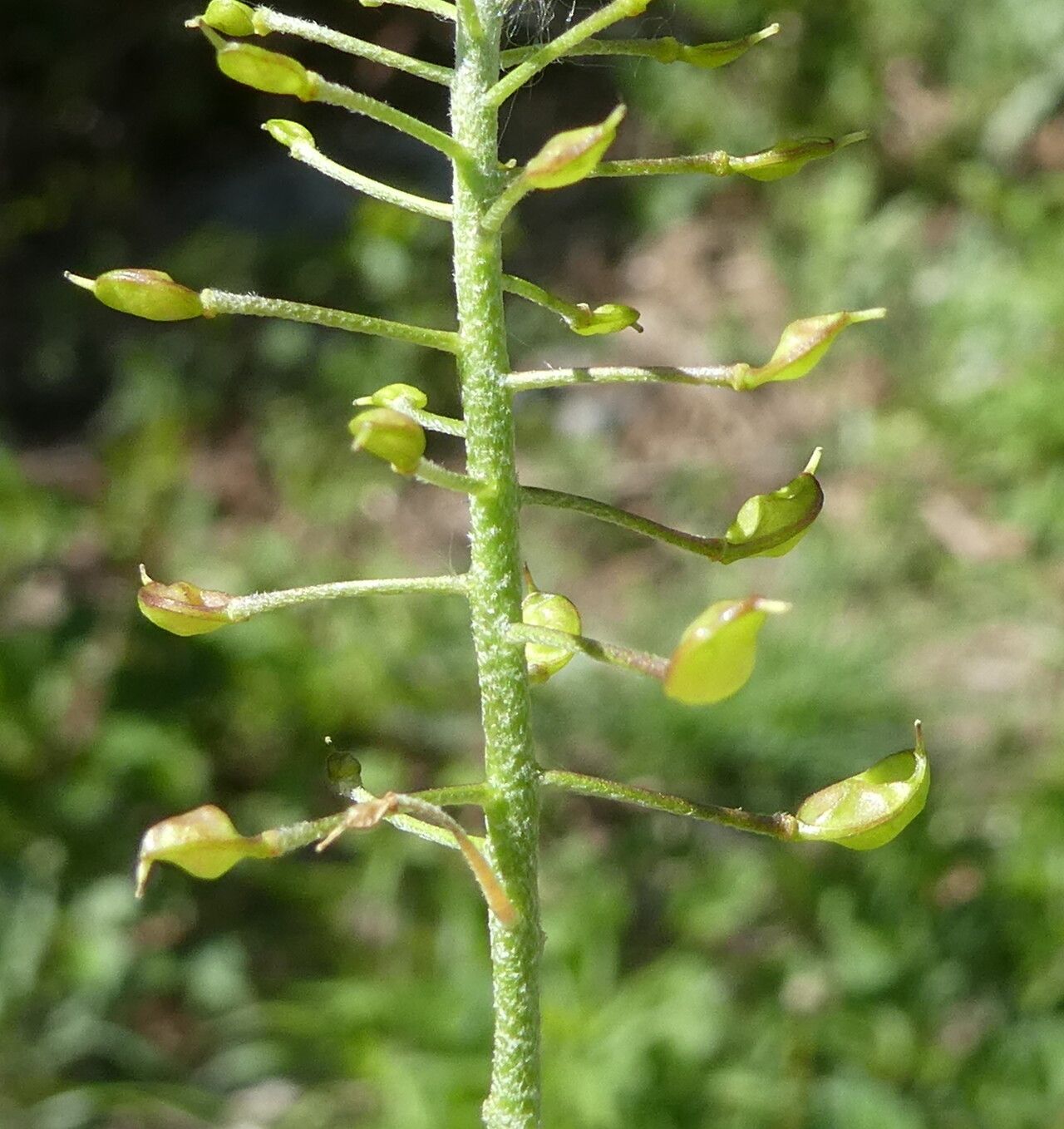 Hormathophylla lapeyrouseana fruit