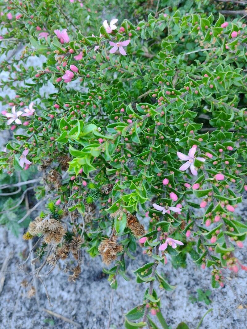 Eriostemon buxifolius habit