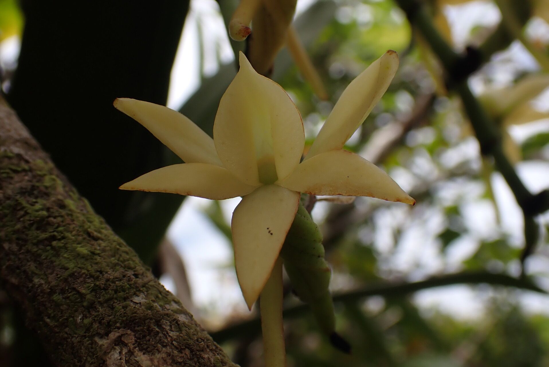 Angraecum crassum — houseplant care guide