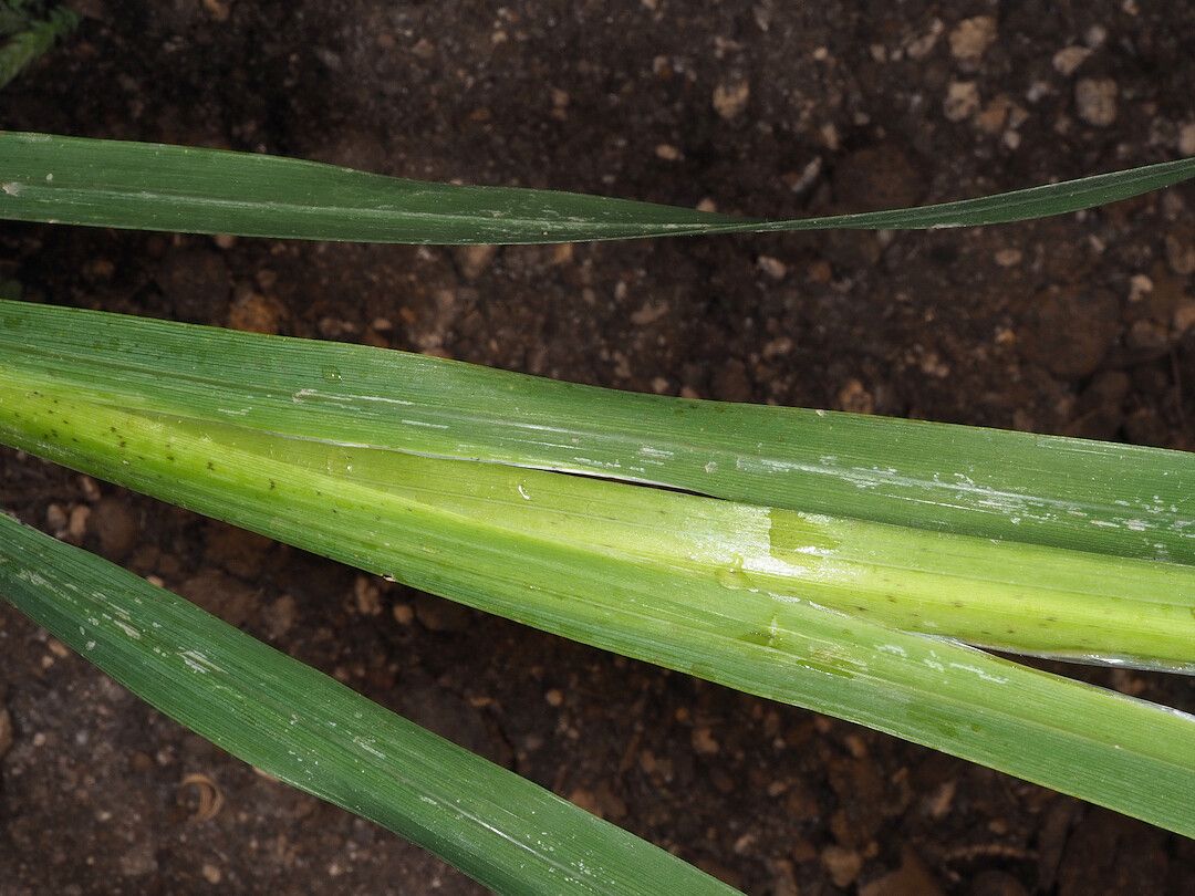 Sparaxis auriculata — related species from the same genus